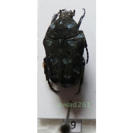 Astraea coeruleosignata Micsic, 1979 male Philippines6f